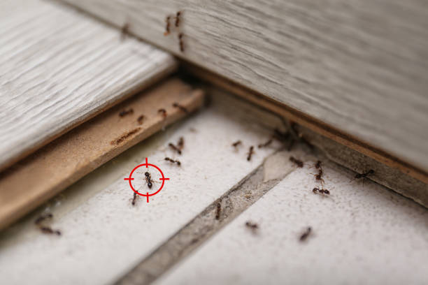 Best Best Pest Control Companies  in Necedah, WI