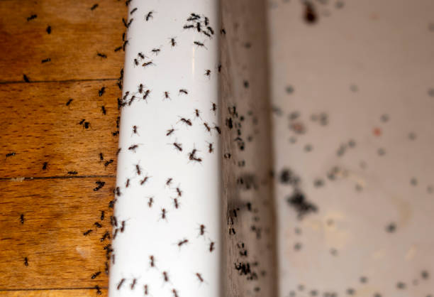 Best Exterminator Services  in Necedah, WI